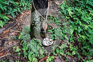 Rubber tree plantation, rubber tapping from para rubber tree plant Hevea brasiliensis