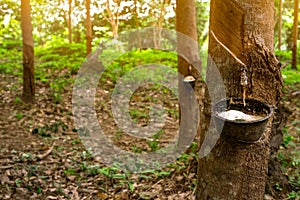 Rubber tree plantation. Rubber tapping in rubber tree garden in Thailand. Natural latex extracted from para rubber plant. Latex