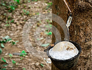 Rubber tree plantation. Rubber tapping in rubber tree garden in Thailand. Natural latex extracted from para rubber plant. Latex