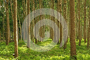 Rubber tree plantation with Rubber tapping in Thailand -