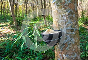 Rubber tree plantation, Thailand