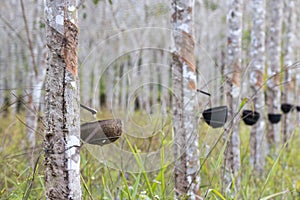 Rubber tree plantation in Thailand