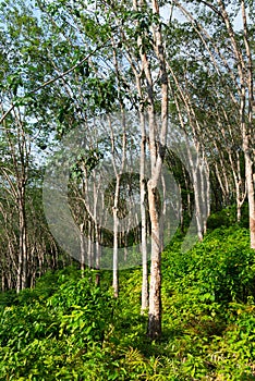 Rubber tree plantation, used to produce natural raw latex