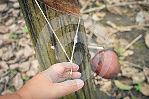 Rubber tree plantations in North Sumatra, Indonesia