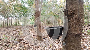 Rubber tree planted in a long line and the beginning of the production of the white latex