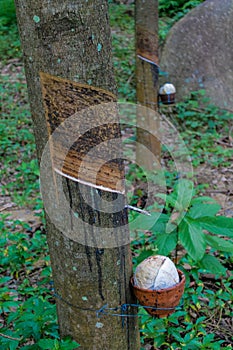 Rubber tree with a pot on the trunk