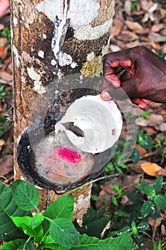 Rubber tree - primary source of natural rubber or caoutchouc and the rubber processing process