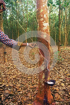 Rubber tree - primary source of natural rubber or caoutchouc and the rubber processing process