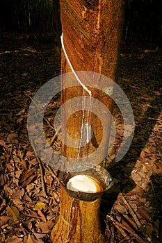 Rubber tree - primary source of natural rubber or caoutchouc and the rubber processing process
