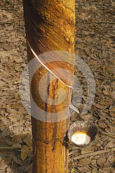 Rubber tree - primary source of natural rubber or caoutchouc and the rubber processing process