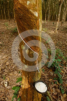 Rubber tree - primary source of natural rubber or caoutchouc and the rubber processing process