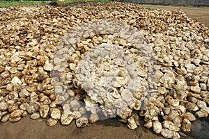 Rubber tree - primary source of natural rubber or caoutchouc and the rubber processing process