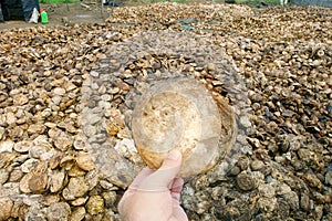 Rubber tree - primary source of natural rubber or caoutchouc and the rubber processing process