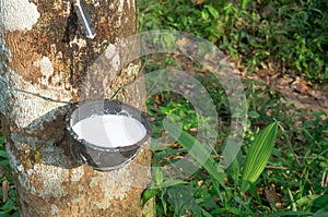 Rubber tree providing great yield of natural rubber latex tapped or extracted from rubber tree in rubber plantation in south of