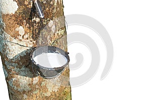 Rubber tree providing great yield of natural rubber latex tapped or extracted from rubber tree in rubber plantation in south of