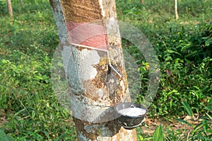 Rubber tree providing great yield of natural rubber latex tapped or extracted from rubber tree in rubber plantation in south of