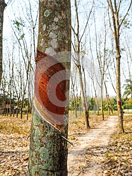 Rubber tree in the Rubber forest. Image in natural rubber farm.