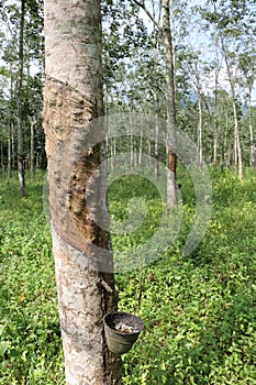 Rubber tree in a rubber plantation in Malaysia