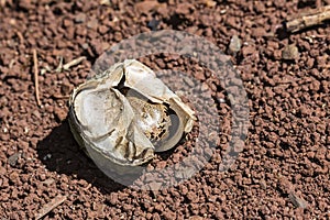 Rubber tree seed in the bark on the ground, Hevea brasiliensis seeds closeup photo