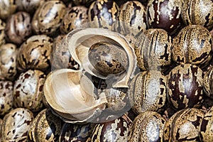 Rubber tree seed on bark on other rubber tree seeds, Hevea brasiliensis seeds closeup photo