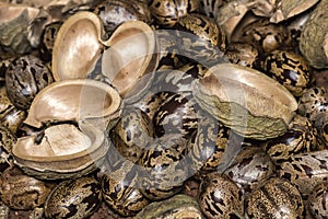 Rubber tree seeds and bark in soil, Hevea brasiliensis seeds closeup photo