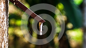 Rubber tree tapping with blurred background