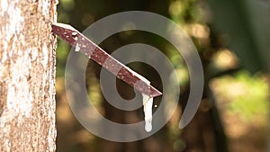 Rubber tree tapping with blurred background