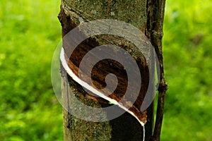 Rubber tree after tapping in the traditional way