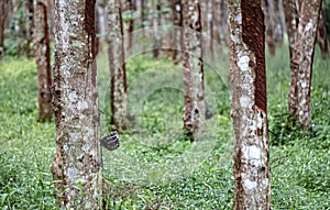 Rubber tree and wooden blow in Southern Thailand