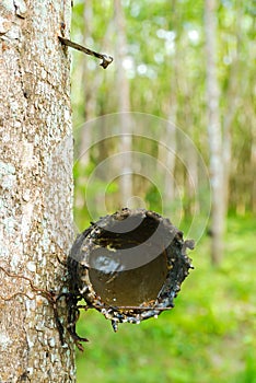 Rubber tree with wooden bowl