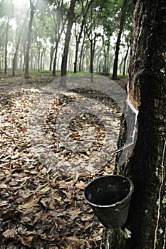 Rubber trees