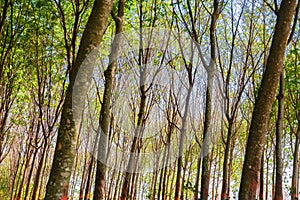 Rubber Trees Farm in Thailand
