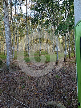 rubber trees in tropical climates