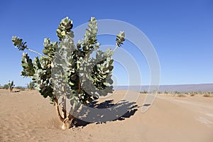Rubberbush (Calotropis procera) in the desert. photo