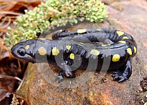 The rubbery looking Spotted Salamander photo