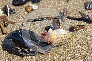Rubbish on beach