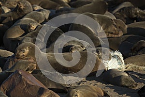 Seal in a bag in a seal colony
