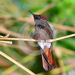 Rubby topaz hummingbird