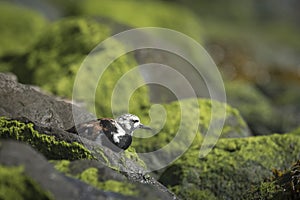 Rubby turnstone