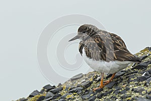 Rubby turnstone Arenaria interpres