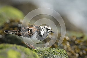 Rubby turnstone wading bird