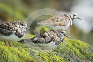 Rubby turnstone wading bird