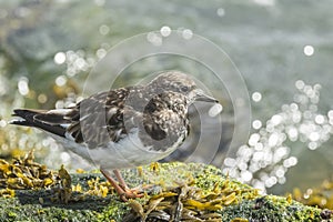 Rubby turnstone wading bird