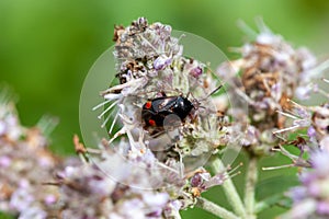 Ruber mirid bug, Deraeocoris ruber, on a plant