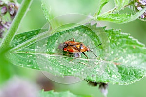Ruber mirid bug, Deraeocoris ruber, on a plant