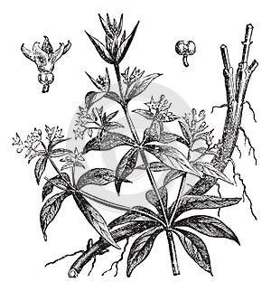 Rubia tinctorum or Common madder vintage engraving photo