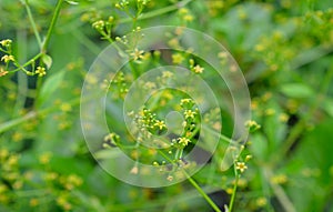 Rubia tinctorum, the rose madder or common madder or dyer`s madder photo