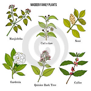 Rubiaceae or coffee, madder, or bedstraw family of flowering plants. photo