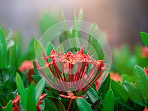 Rubiaceae flower. Ixora coccinea flower blossom in a garden. Red spike flower. red flowers.