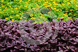 Rubicund leaves for pattern